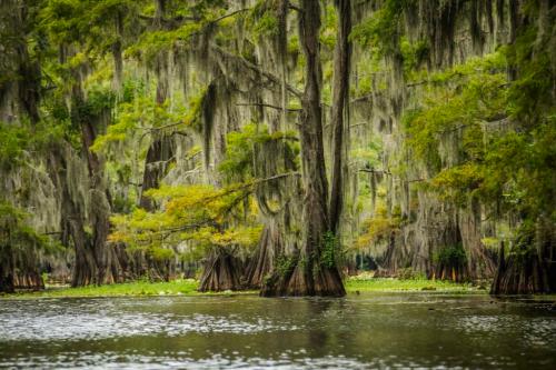 Big Cypress Bayou