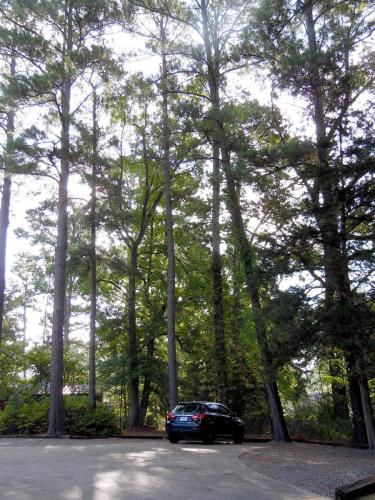 Tall Pine Trees on Property