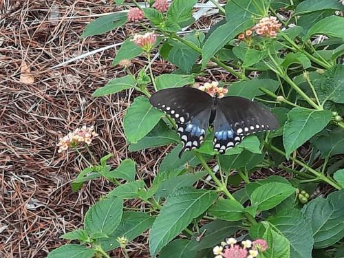 Butterfly on Lantanas