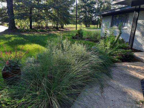 Gulf Muhly Grass Lines Walkway