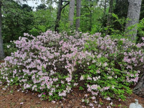 Azaleas in Bloom